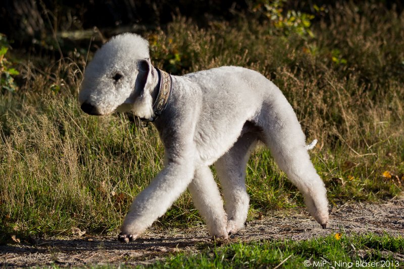 2013-10-23 Svet & Aveline-5071.jpg